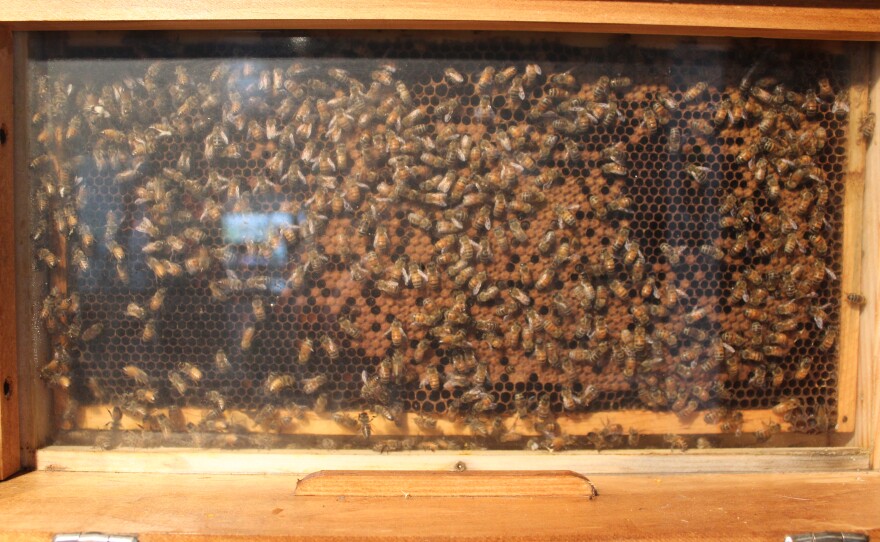 Honeybees collaborate with Kalamazoo artist on ArtPrize exhibit